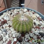 Collecion de luisalbert0012