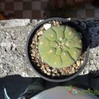 Collecion de luisalbert0012