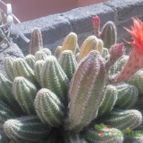 Collecion de luisalbert0012