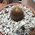 Collecion de luisalbert0012