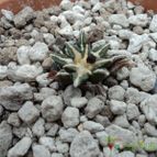 Collecion de luisalbert0012
