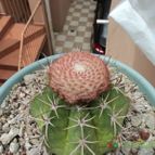 Collecion de luisalbert0012