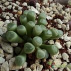 Collecion de luisalbert0012