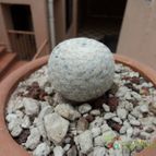 Collecion de luisalbert0012