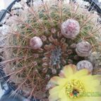 Collecion de luisalbert0012