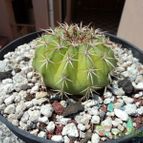Collecion de luisalbert0012