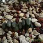 Collecion de luisalbert0012