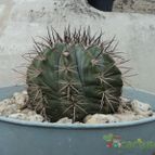 Collecion de luisalbert0012