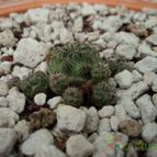 Collecion de luisalbert0012