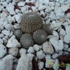 Collecion de luisalbert0012