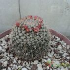 Collecion de luisalbert0012