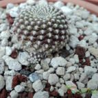 Collecion de luisalbert0012