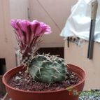 Collecion de luisalbert0012