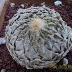 Collecion de luisalbert0012