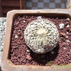 Collecion de luisalbert0012
