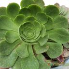 Collecion de luisalbert0012
