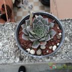 Collecion de luisalbert0012