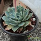 Collecion de luisalbert0012