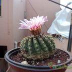 Collecion de luisalbert0012