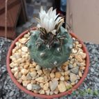 Collecion de luisalbert0012