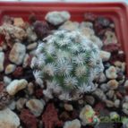 Collecion de luisalbert0012