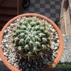 Collecion de luisalbert0012