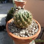 Collecion de luisalbert0012