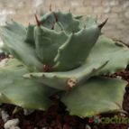 Collecion de luisalbert0012