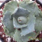 Collecion de luisalbert0012