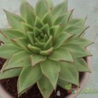 Collecion de luisalbert0012