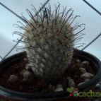 Collecion de luisalbert0012