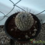 Collecion de luisalbert0012