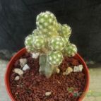 Collecion de luisalbert0012