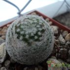 Collecion de luisalbert0012