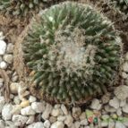 Collecion de luisalbert0012