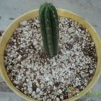 Collecion de luisalbert0012