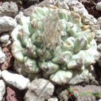 Collecion de luisalbert0012