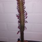 Euphorbia trigona var. rubra