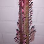 Collecion de luism44