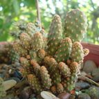 Collecion de lupecarrasco
