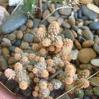 Collecion de lupecarrasco
