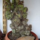 Cereus peruvianus fma. monstruosa
