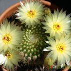 Collecion de lusilvi