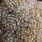 Collecion de lusilvi