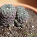 Collecion de lusilvi