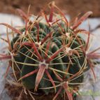 Collecion de lusilvi