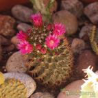 Collecion de lusilvi