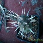 Collecion de m-albertoi