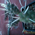 Collecion de m-albertoi