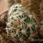 Collecion de m-c-luz